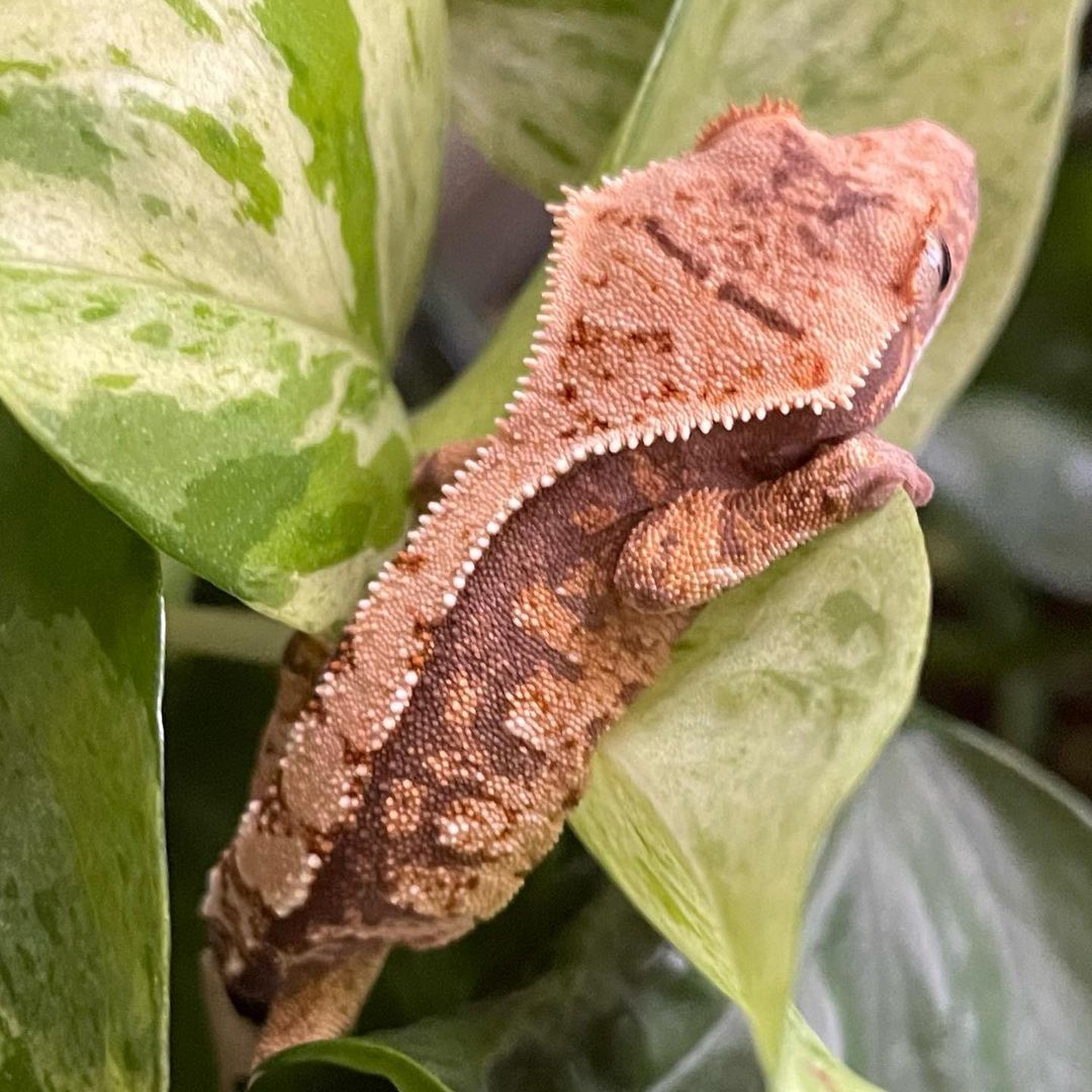 1474a5c9-b625-4ee3-b47d-29467f118891