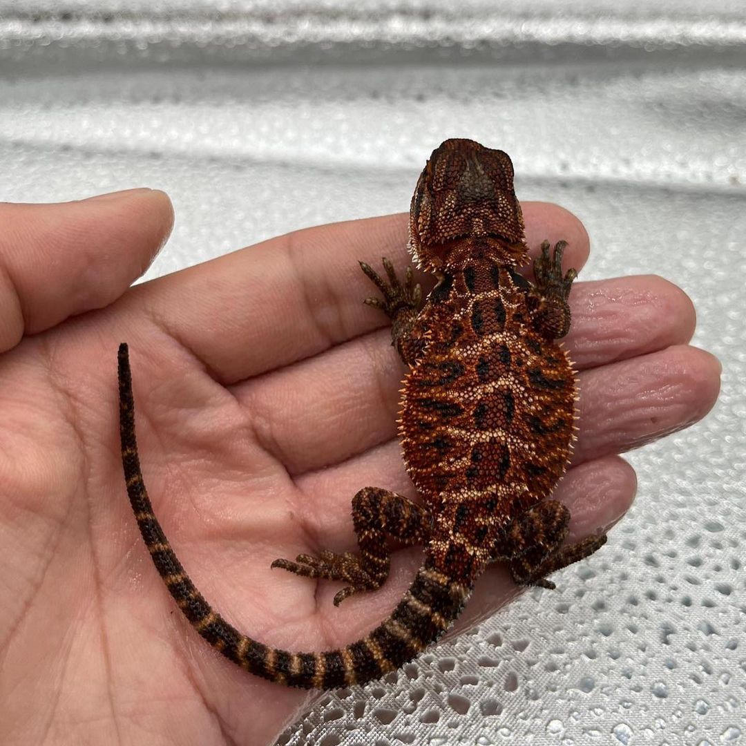 WhatsApp Image 2023-08-23 at 9.12.39 AM (1)