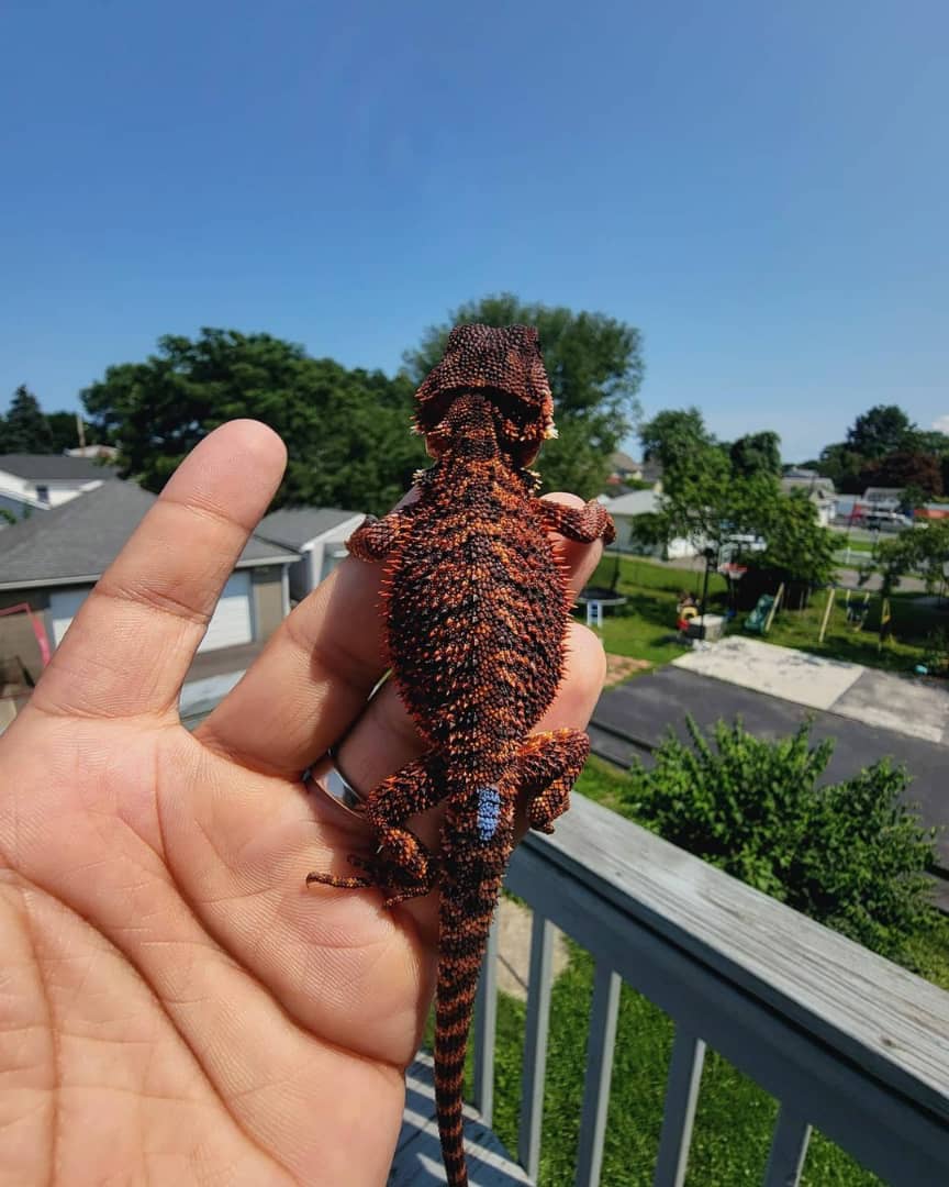 WhatsApp Image 2023-08-23 at 9.12.49 AM red bearded dragon available for sale usa