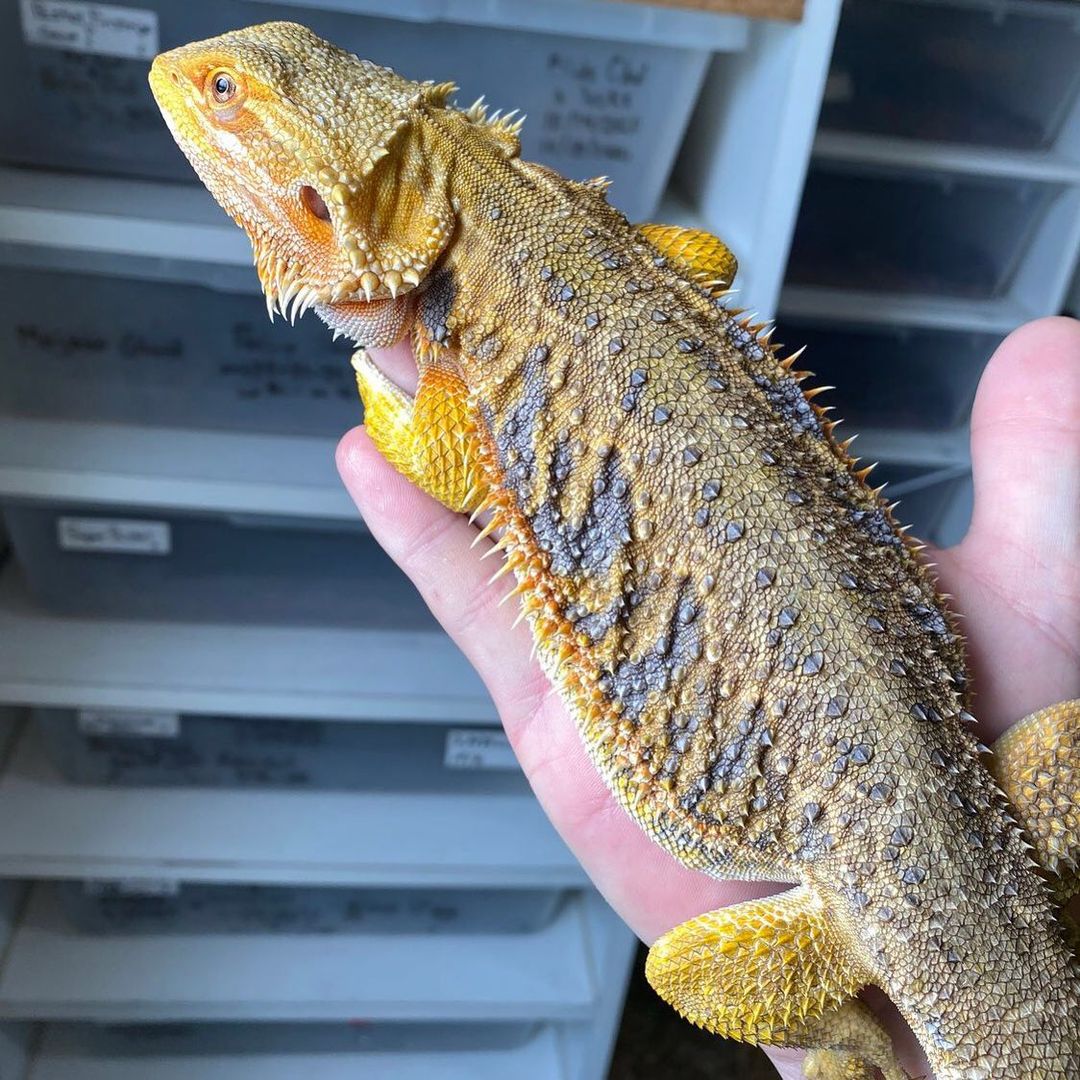 WhatsApp Image 2023-08-30 at 5.55.50 AM (1)