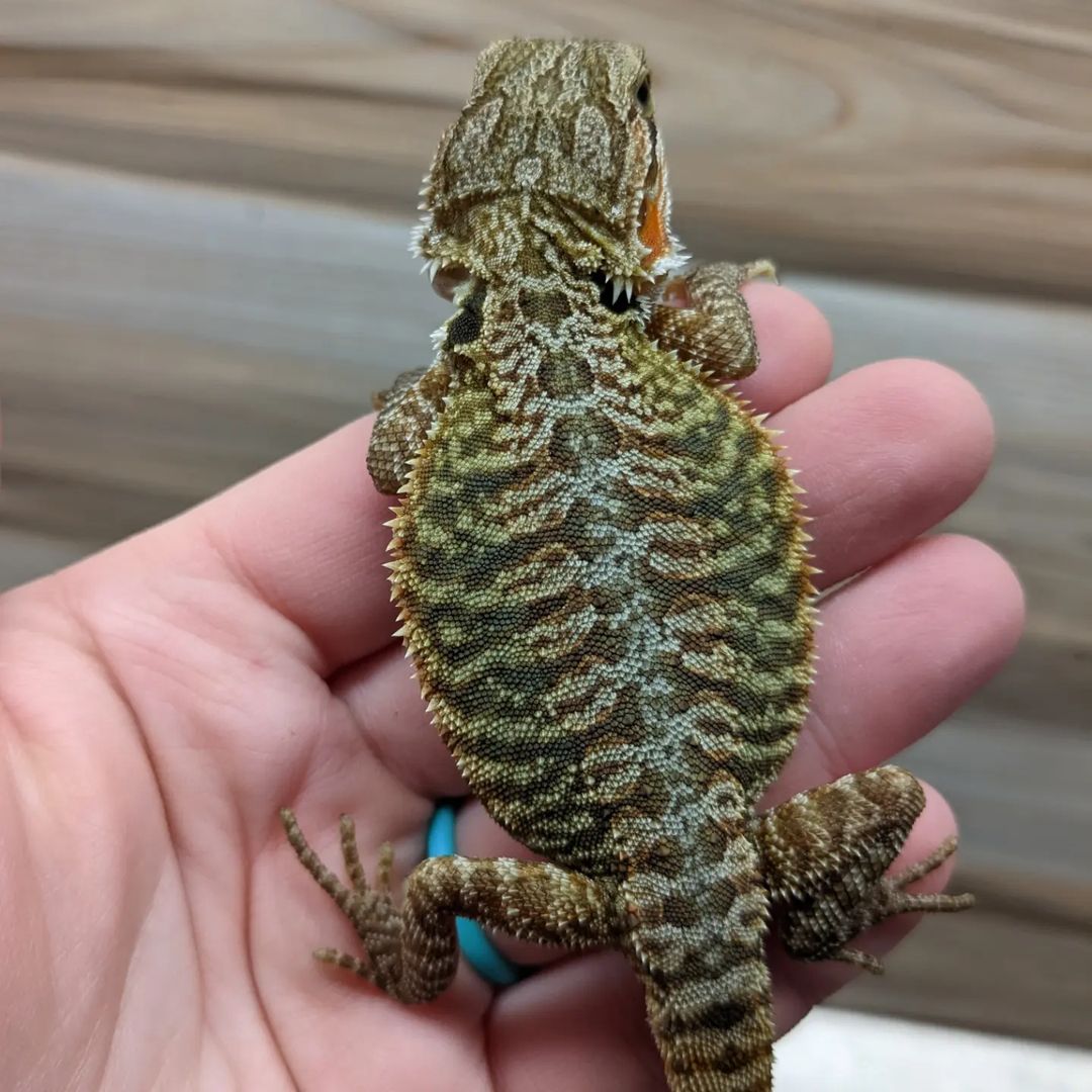 WhatsApp Image 2023-08-30 at 5.55.51 AM