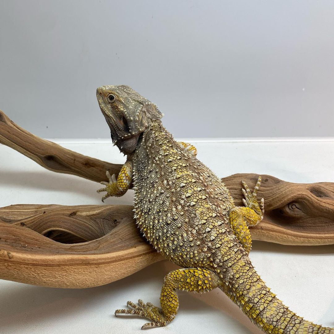 WhatsApp Image 2023-08-30 at 5.55.52 AM (2)