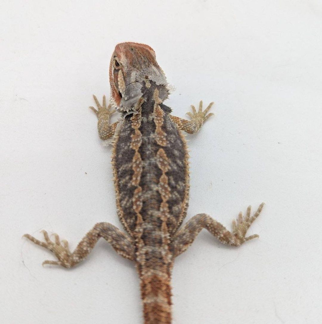 WhatsApp Image 2023-08-30 at 5.55.53 AM (1)