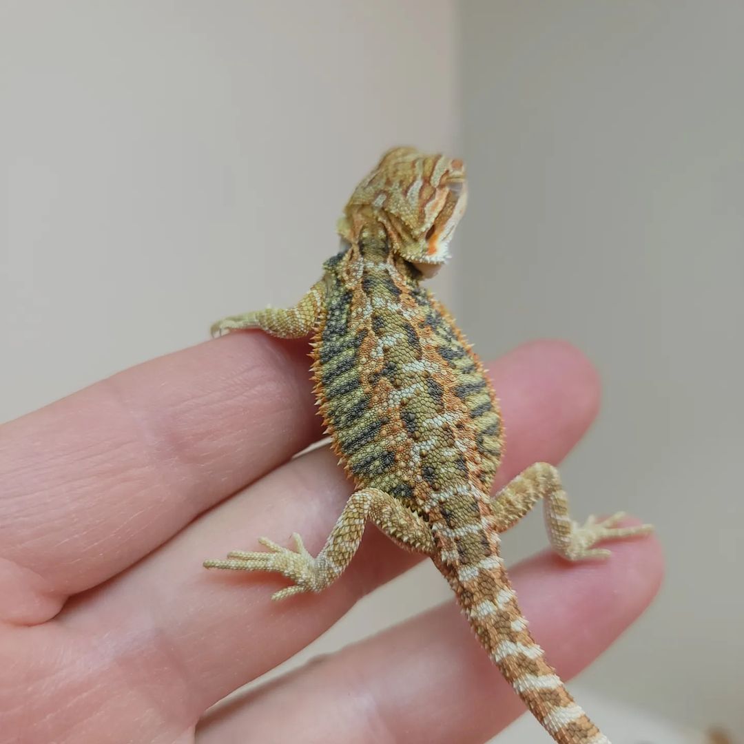 WhatsApp Image 2023-09-09 at 11.04.08 PM