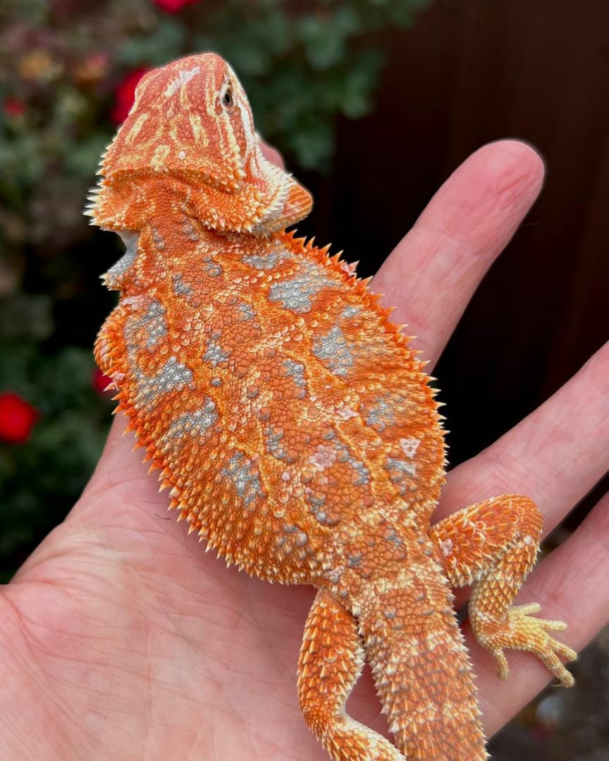 WhatsApp Image 2023-09-10 at 2.08.16 PM (1)