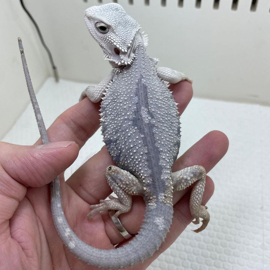 WhatsApp Image 2023-09-11 at 1.53.29 AM