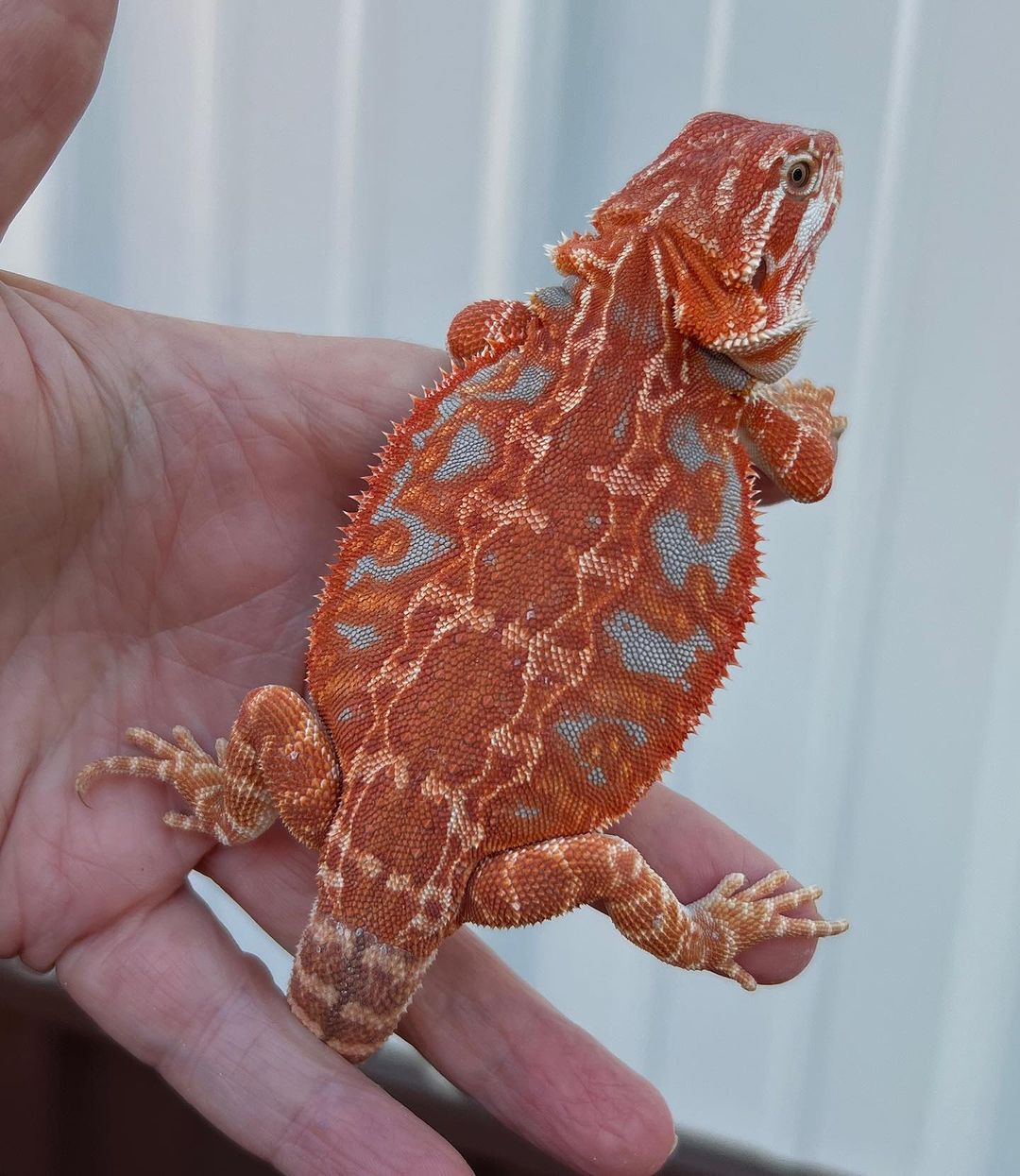 draggintailstammy_1694556665567