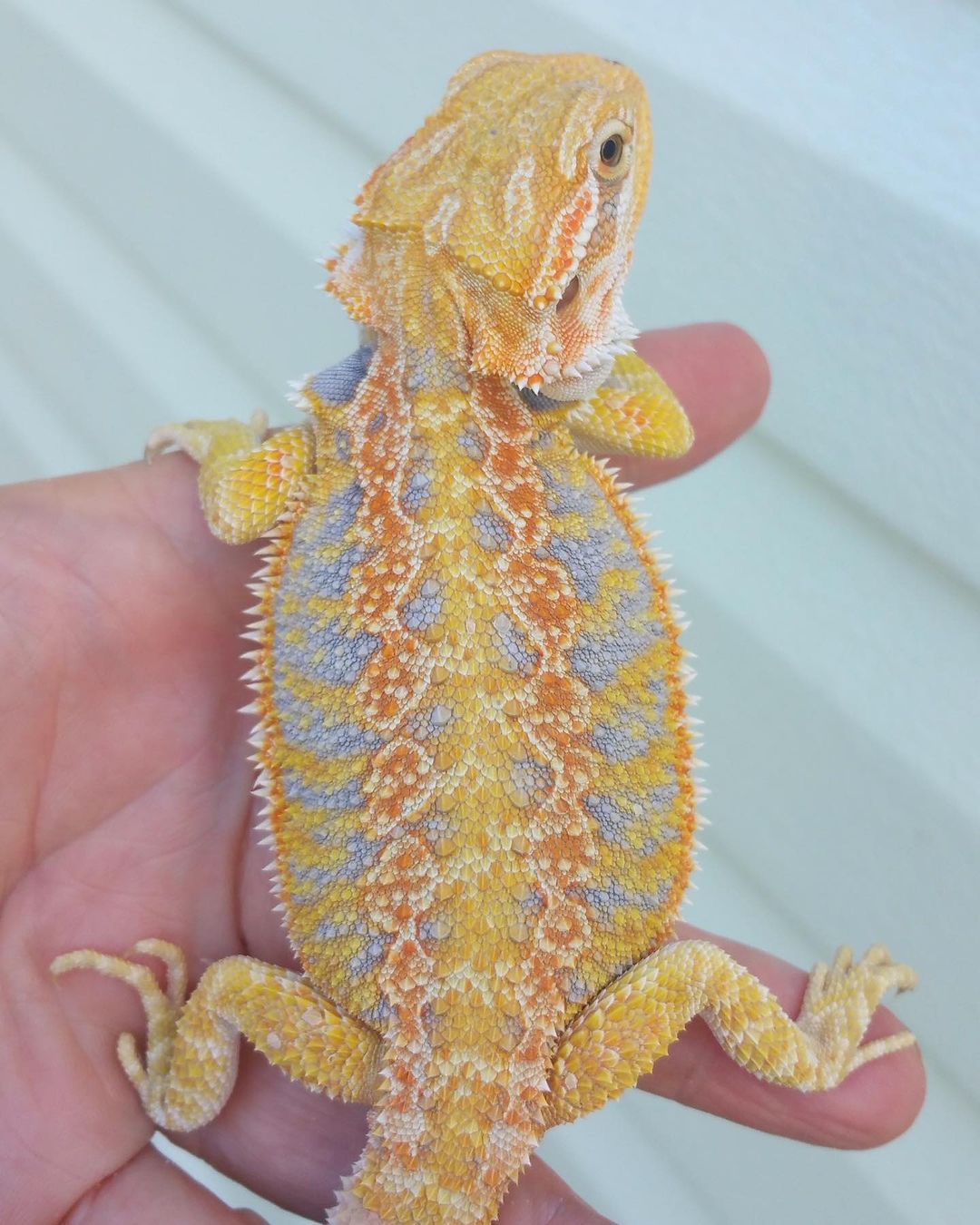 draggintailstammy_1694556682247