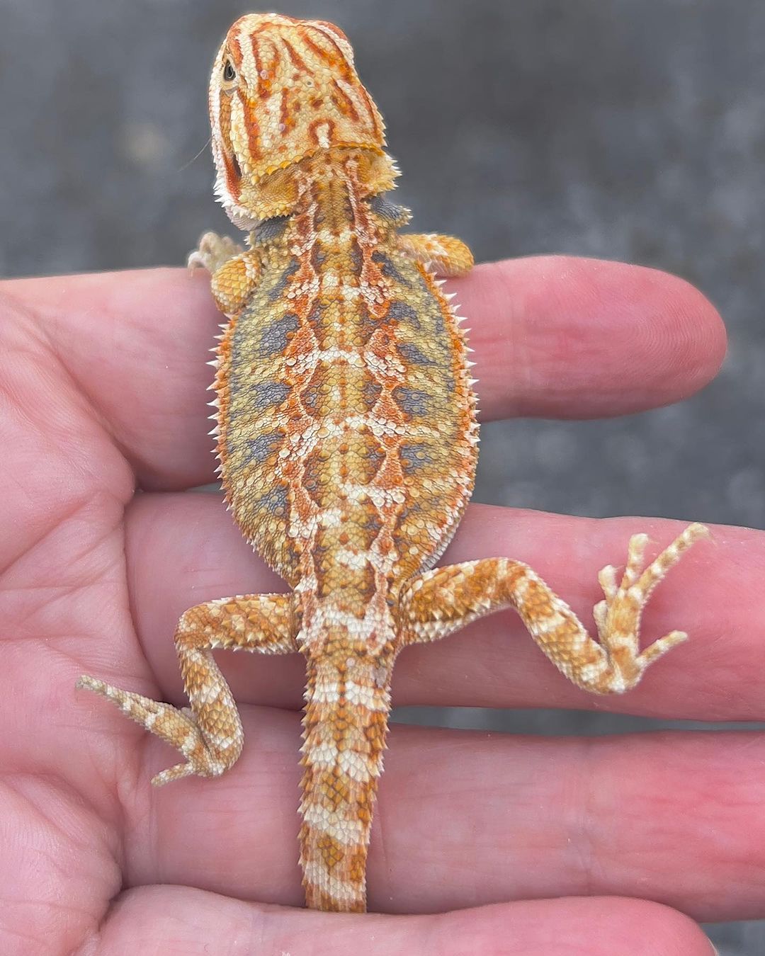 draggintailstammy_1694556793721