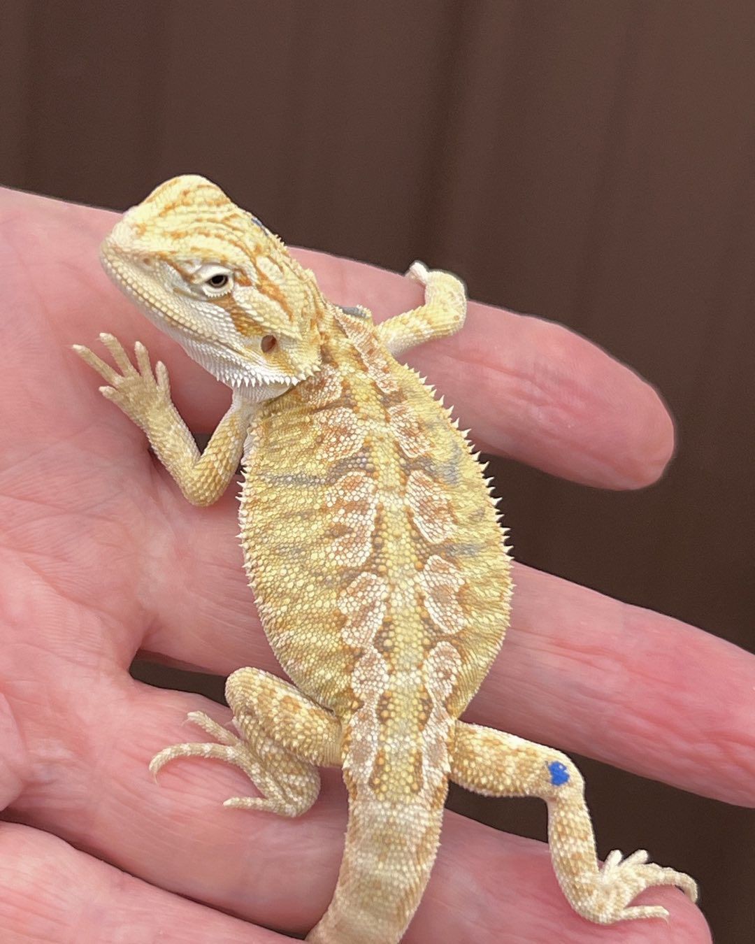 draggintailstammy_1694556926642