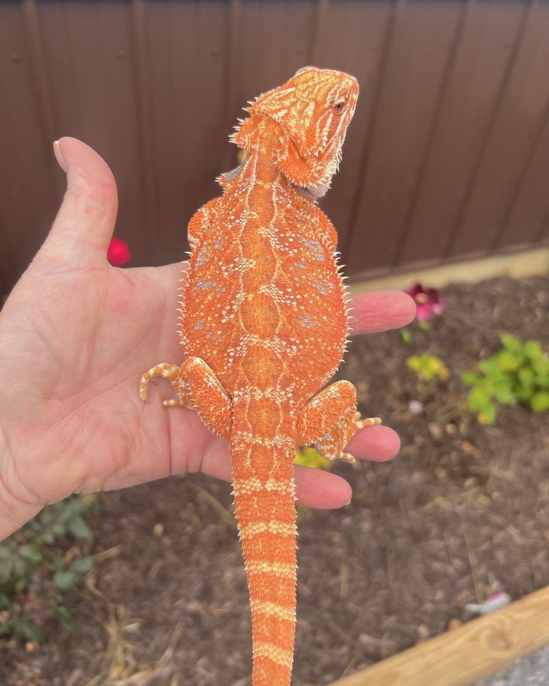 draggintailstammy_1694557536703