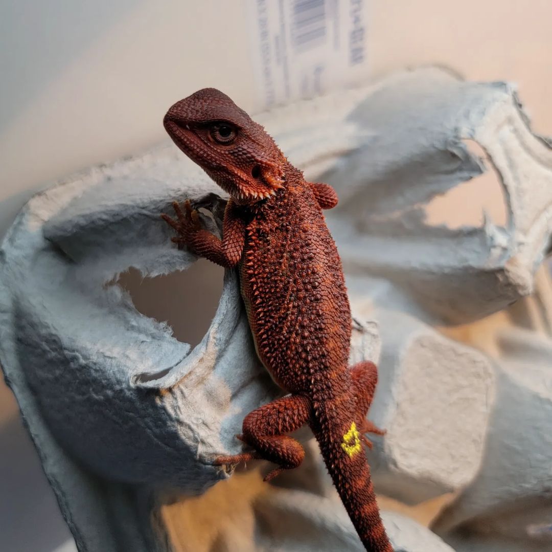 elite_beardeez_1694473157835