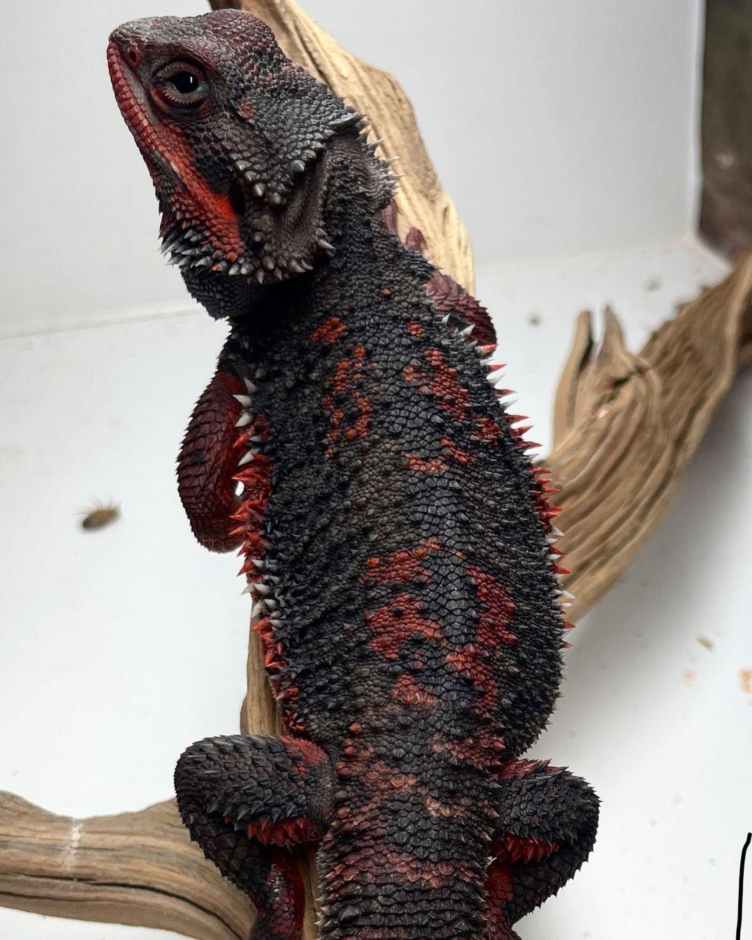 houseofdragonsreptiles_1694472950692