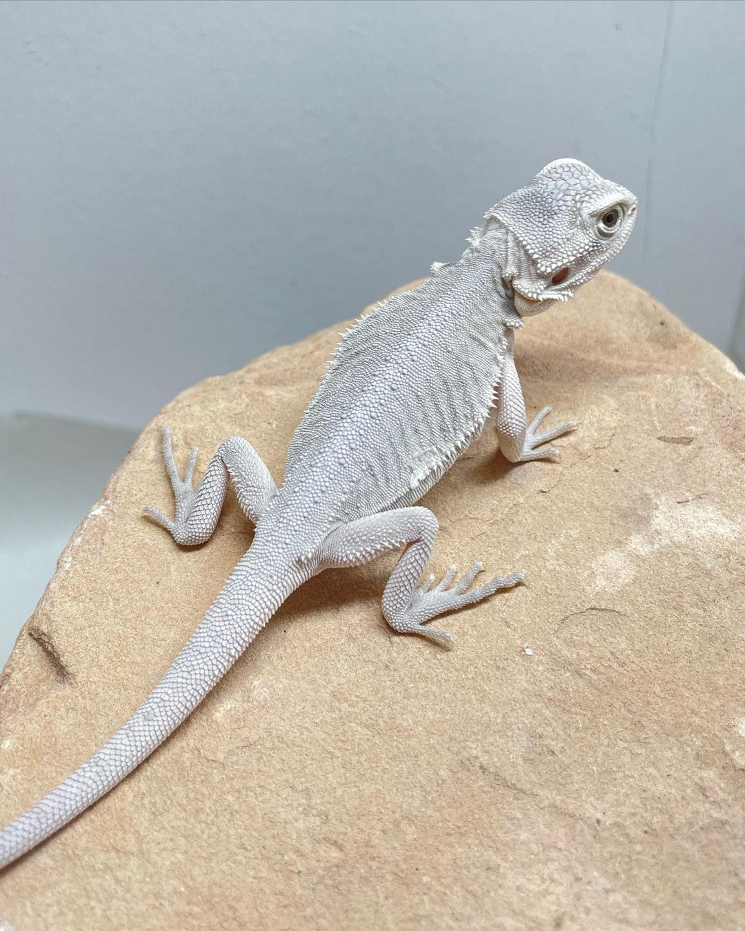 sapphirexdragons__1694383611963