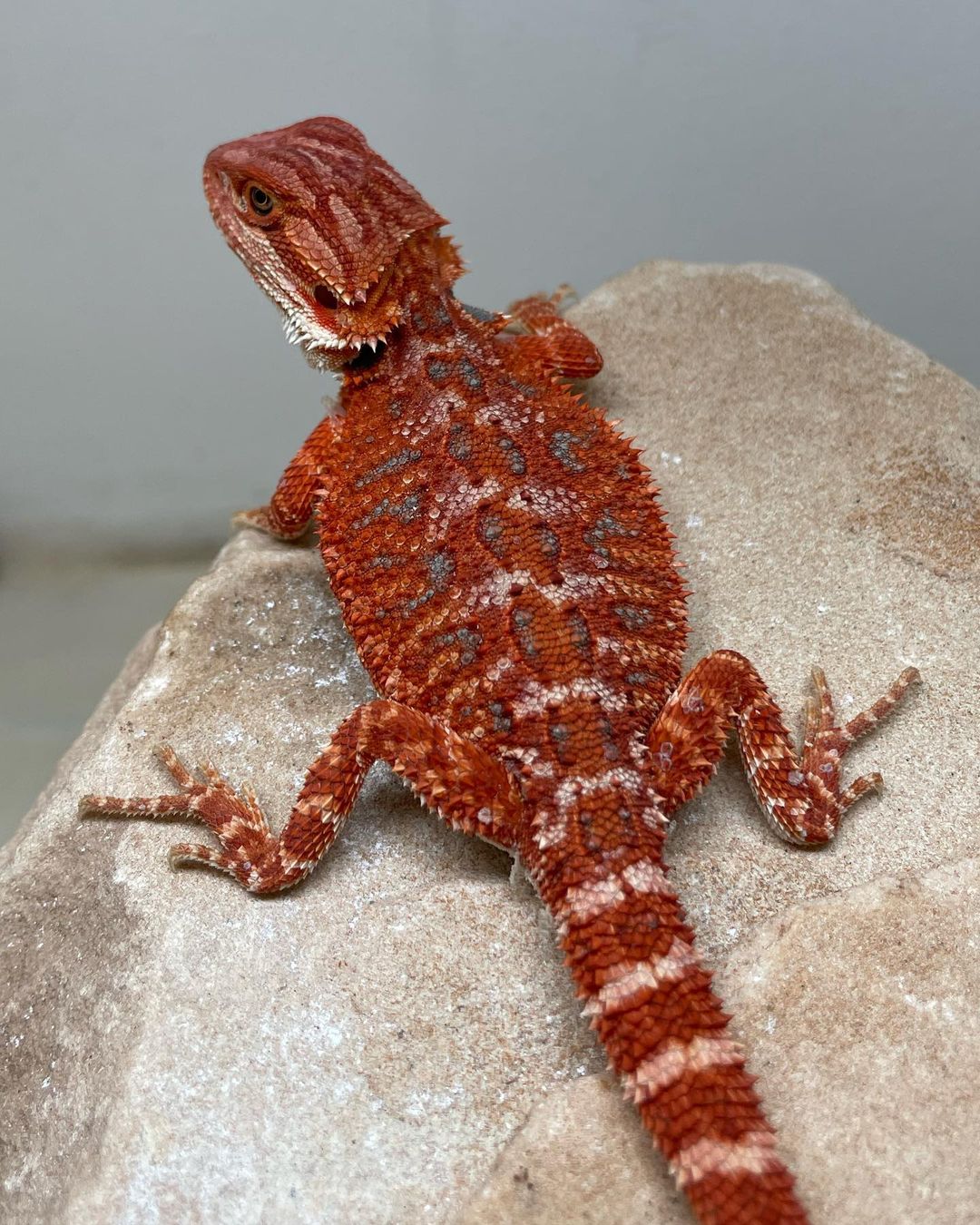 sapphirexdragons__1694383633406