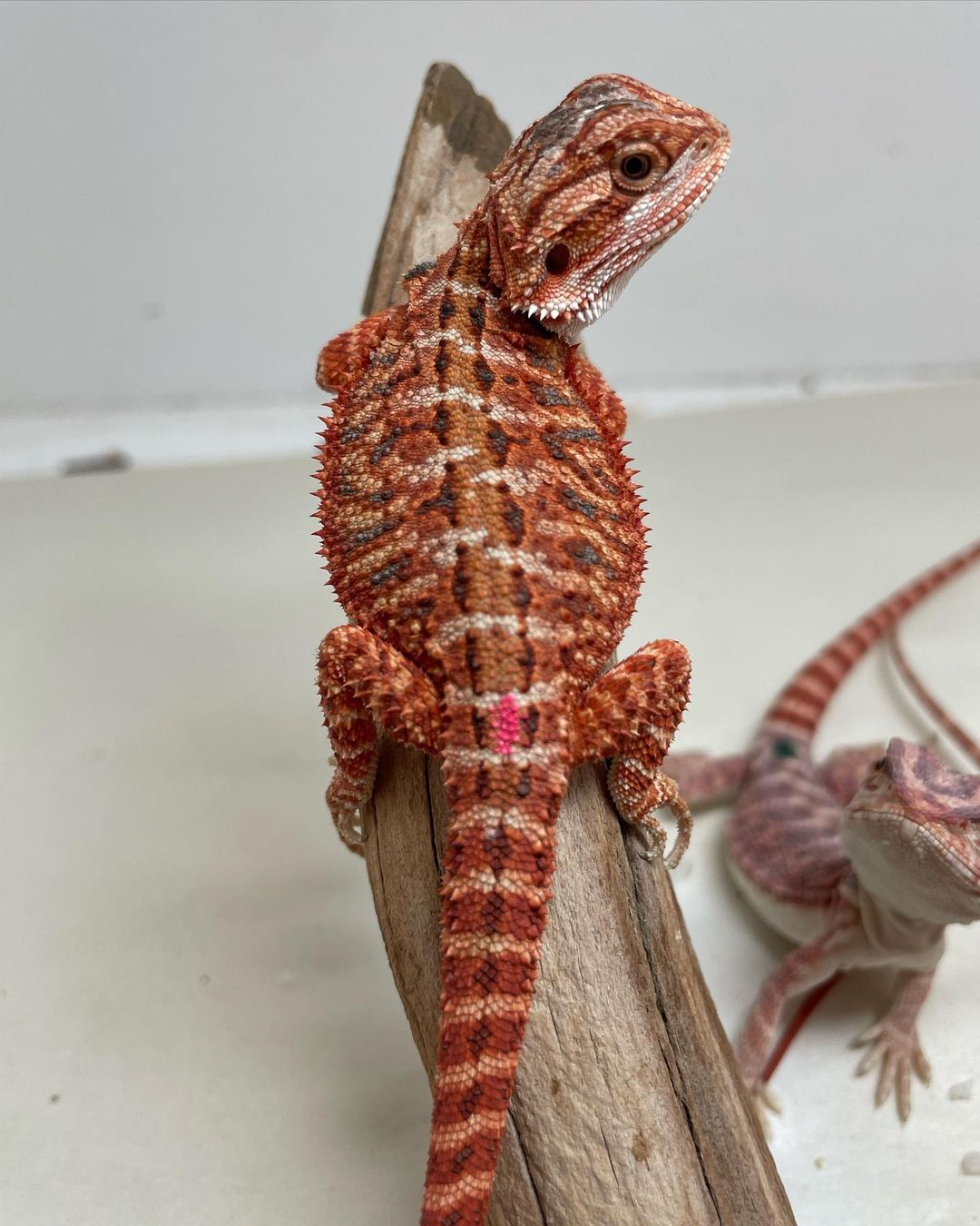 sapphirexdragons__1694383771389