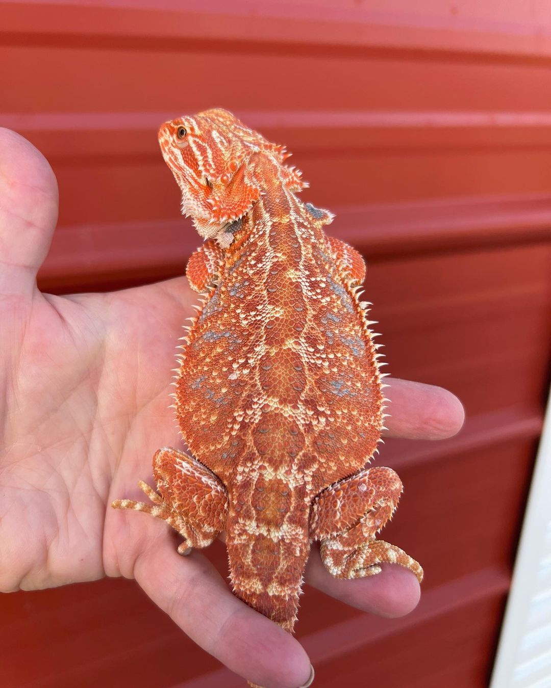 draggintailstammy_1696713884521