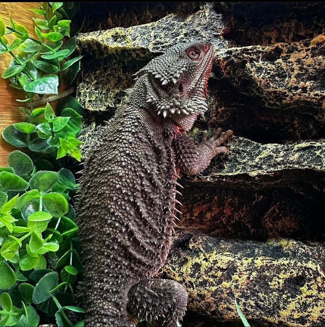 zenhabitats_1696463225157