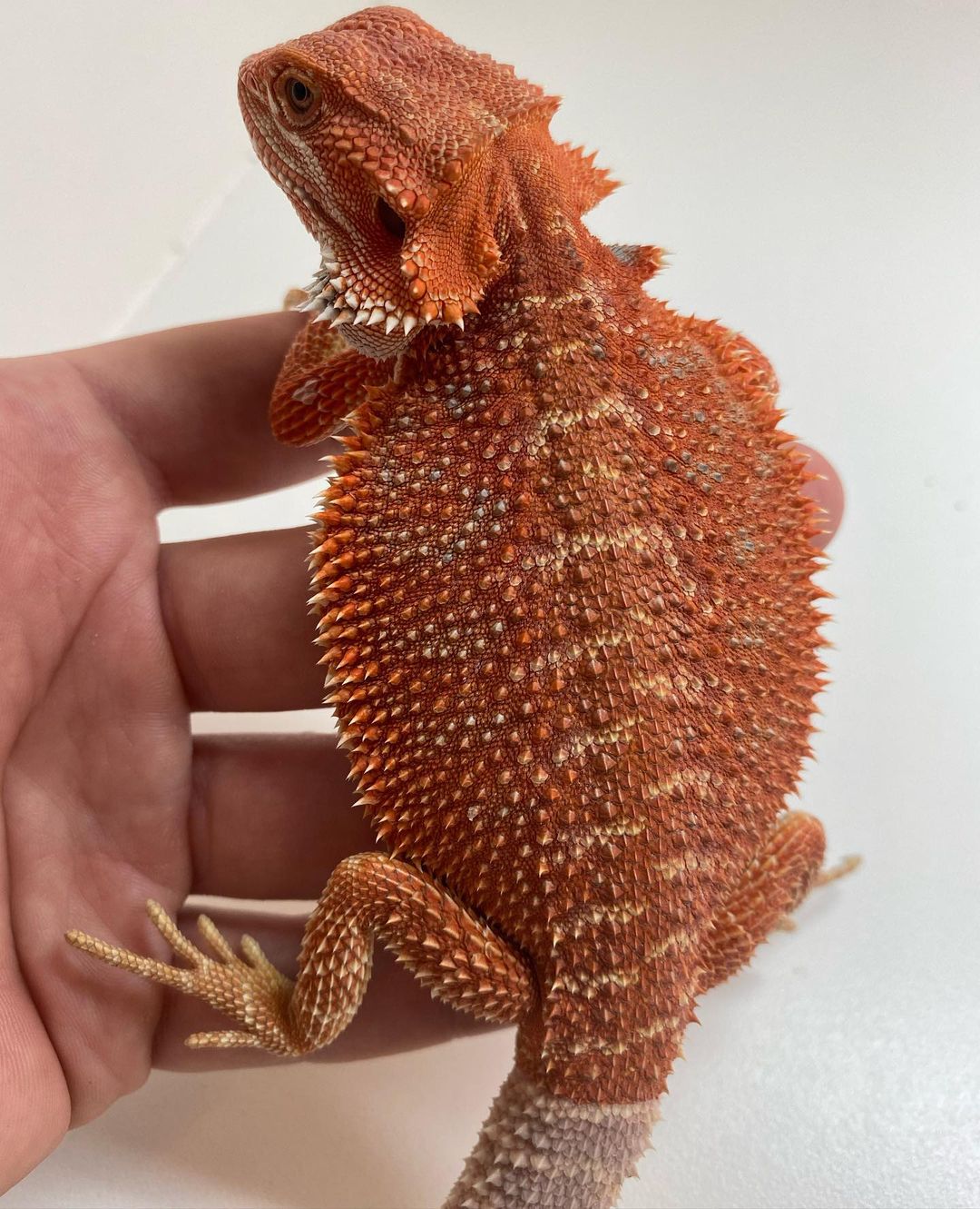 vermillion_dragons_1705621818176