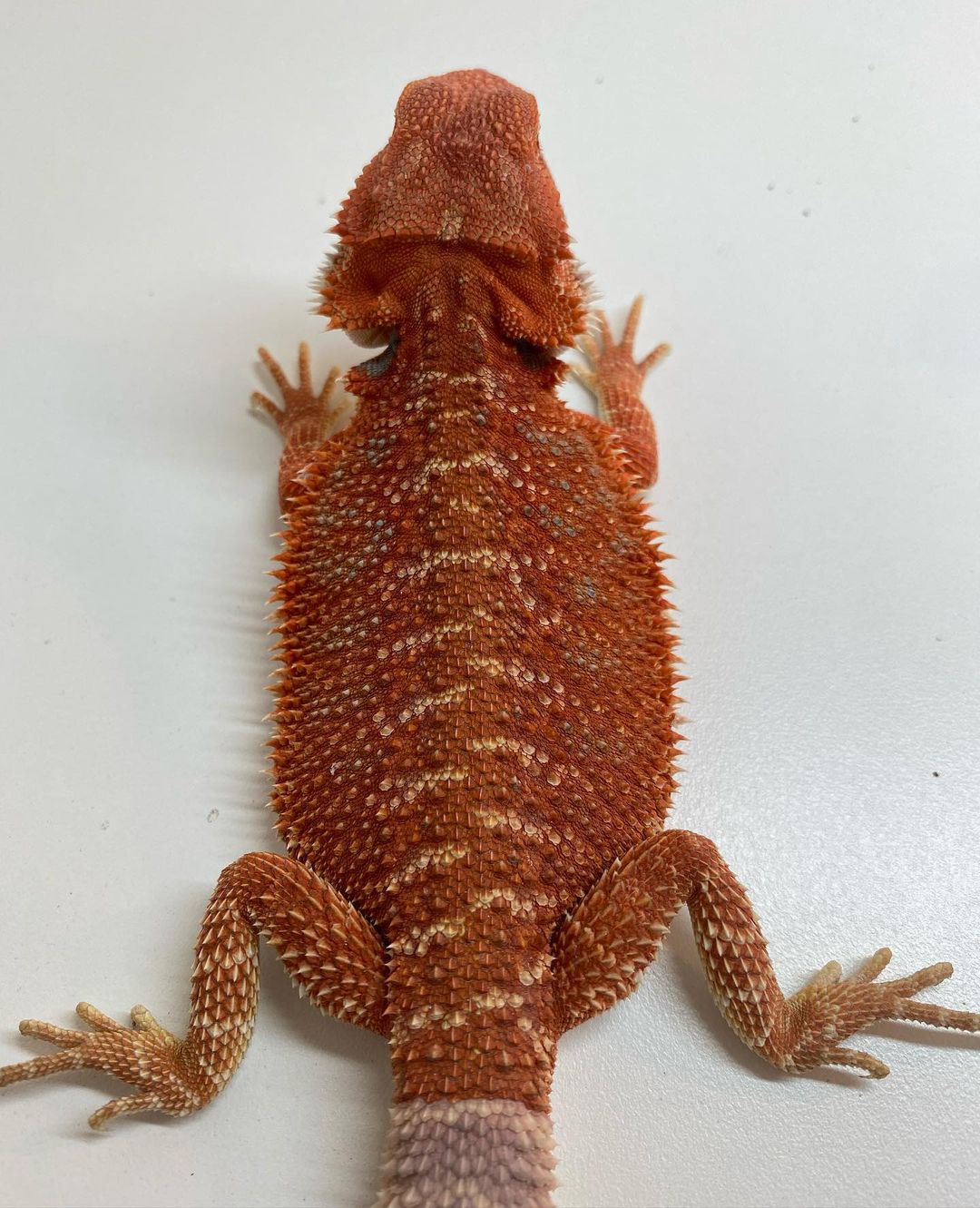 vermillion_dragons_1705621819678