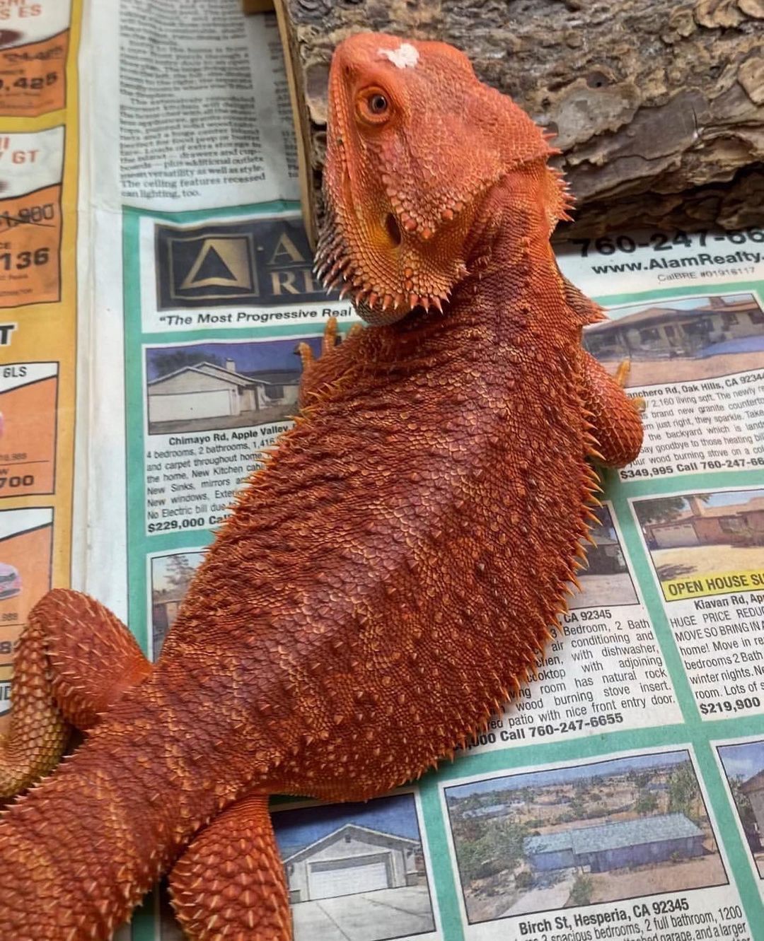 vermillion_dragons_1705621828764