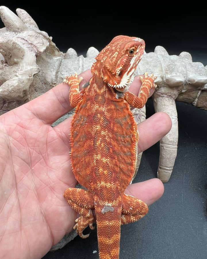 d0f781d8-1dd8-4daf-9469-a195cf79cabe