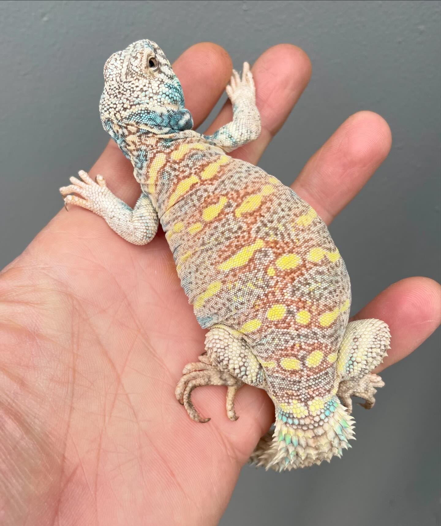 aridsonly_1717110383159