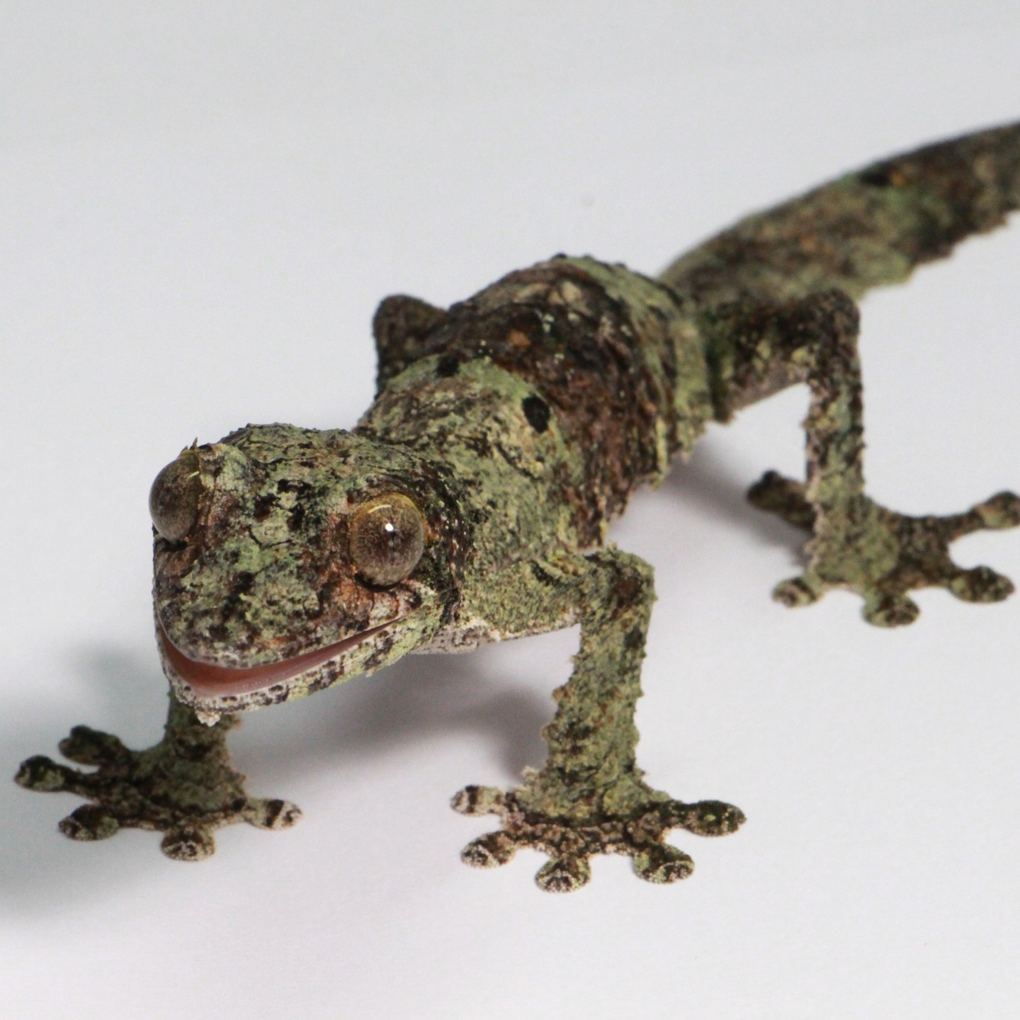 gecko.gambit_1716987838780