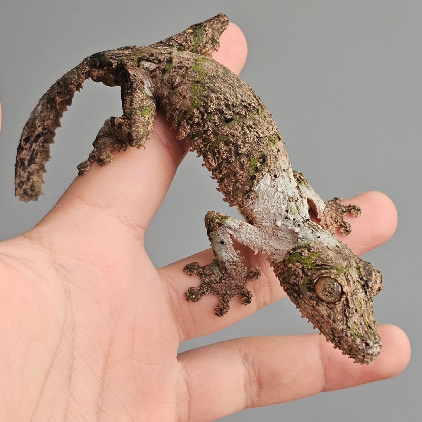 gecko.gambit_1716989283049