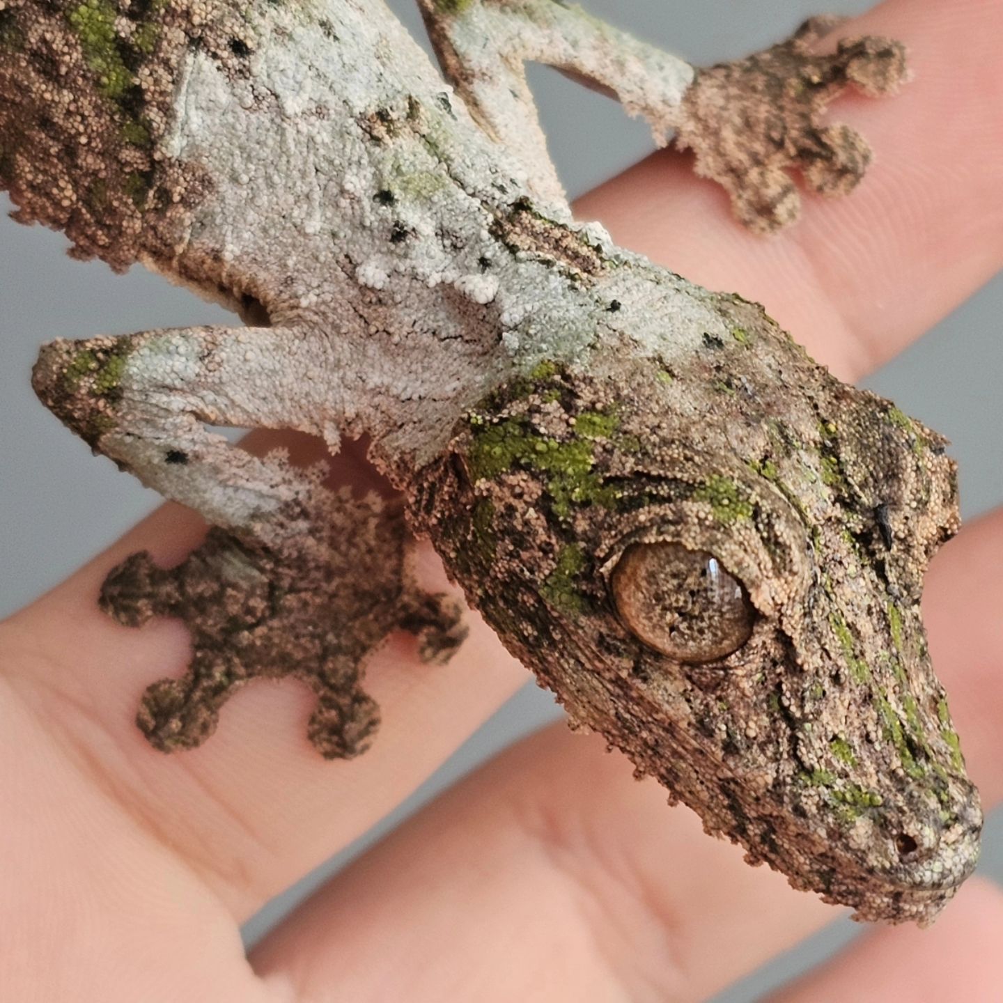 gecko.gambit_1716989293063