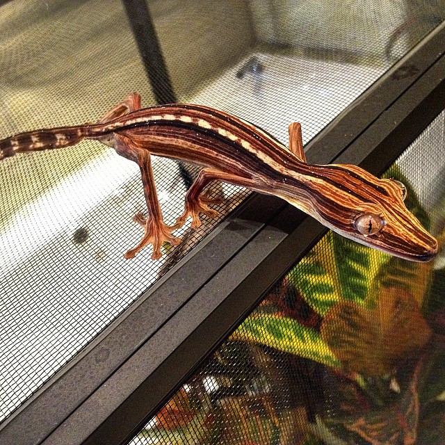 mocreptiles_1716989400025