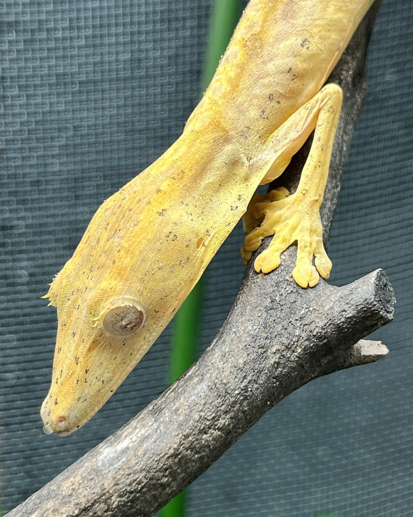 oneworldexotica_1716994361765