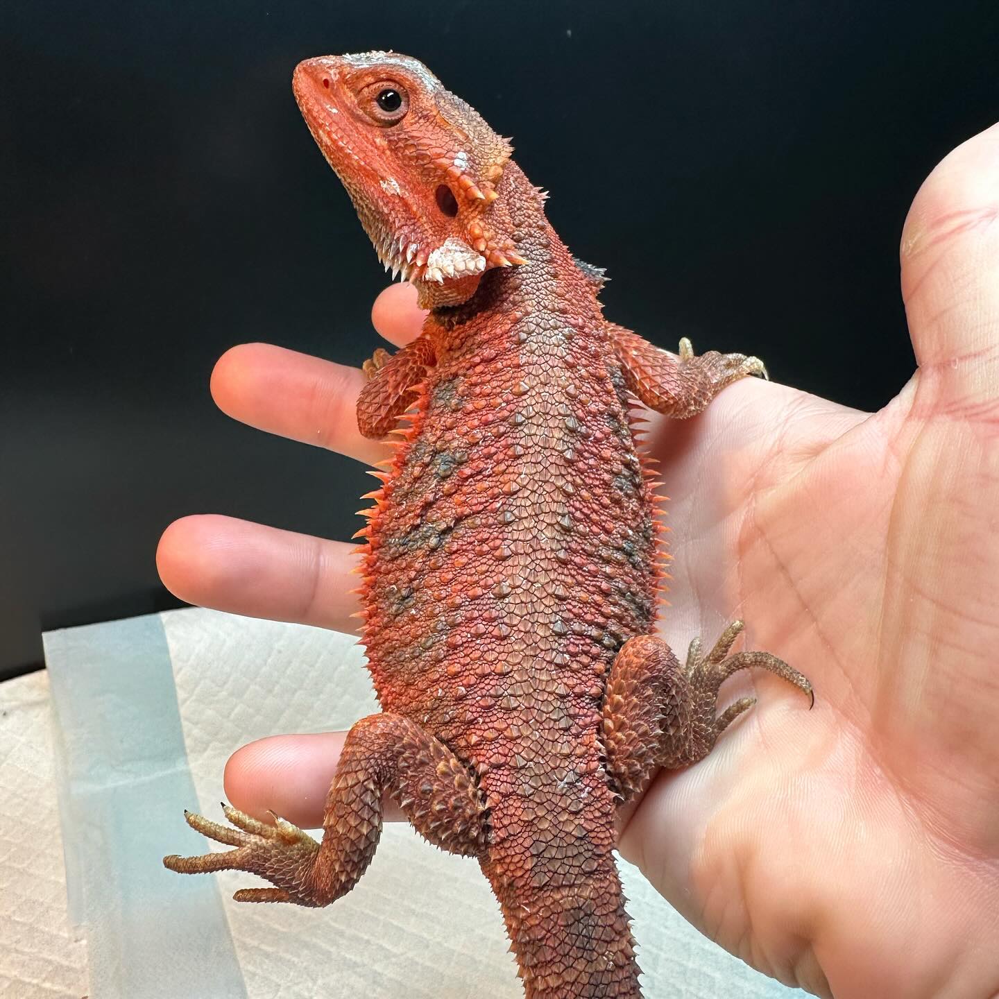 a1exotiqs_1727517780027