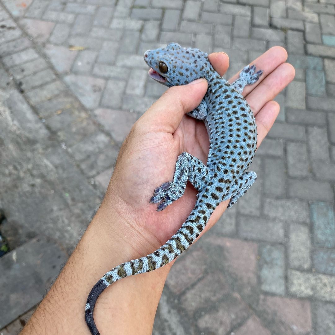 Baem the Blueberry Tokay gecko for sale Blueberry tokay gecko for sale