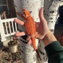 Buster - Bearded Dragon