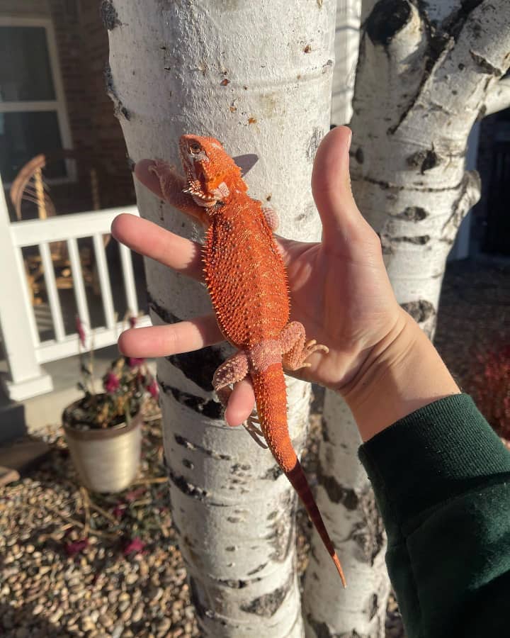 Buster Bearded Dragon for sale