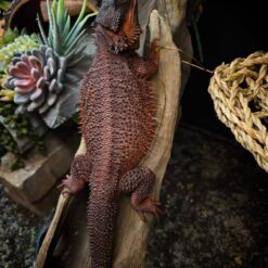 E-One Bearded Dragon