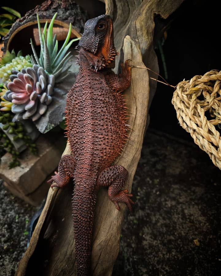 E-One Bearded Dragon for sale