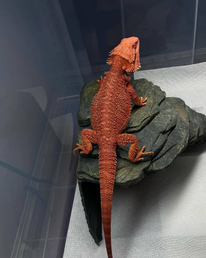 Grace Bearded Dragon for sale red monster bearded dragon for sale