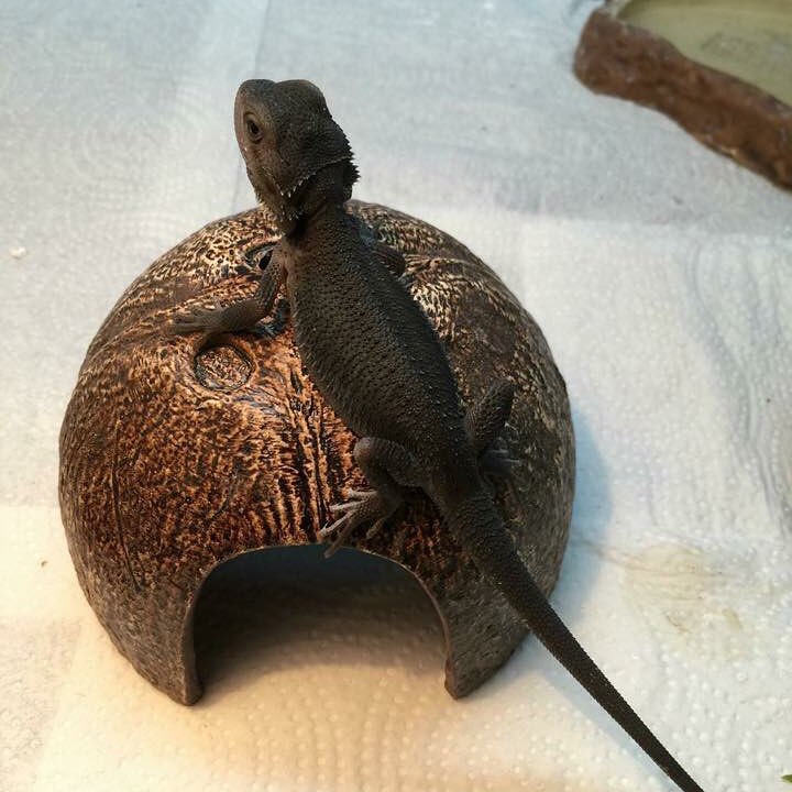 Kindness Bearded Dragon for sale bearded dragon for sale