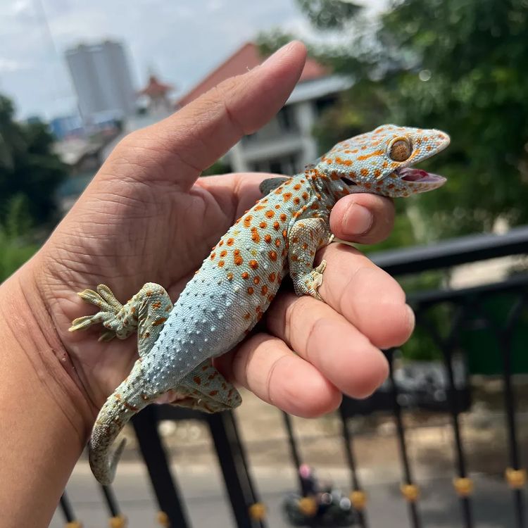 Leucistic Tokay for sale leucistic tokay gecko for sale