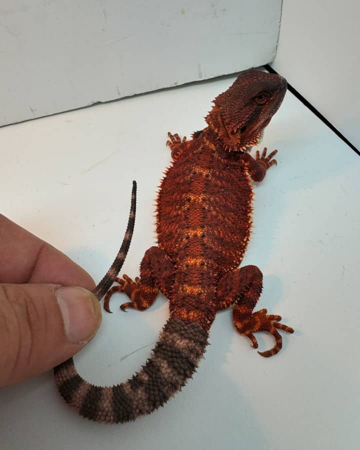 Mani Bearded Dragon for sale