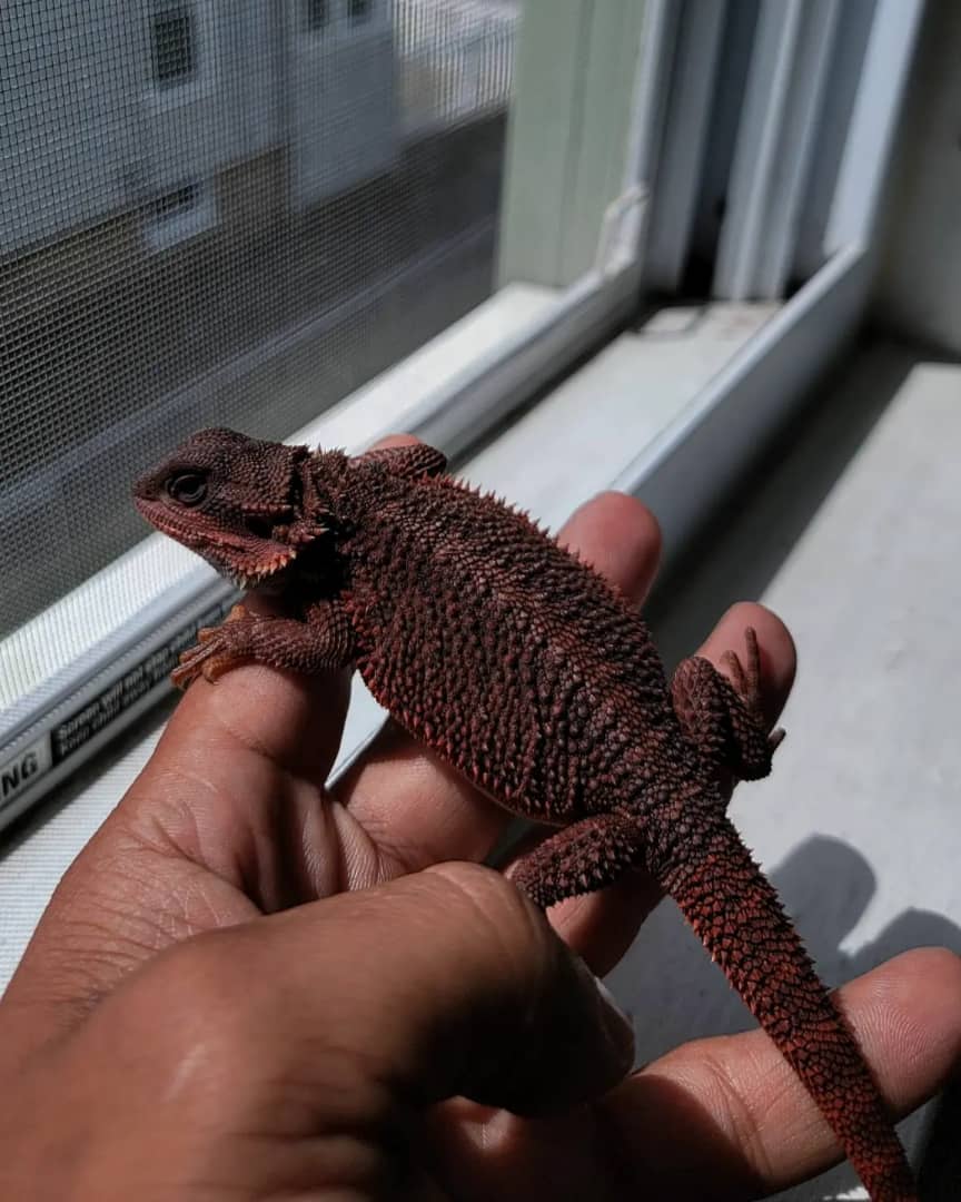 Nino Bearded Dragon for sale