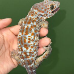 Joreal The Paradox Tokay Gecko