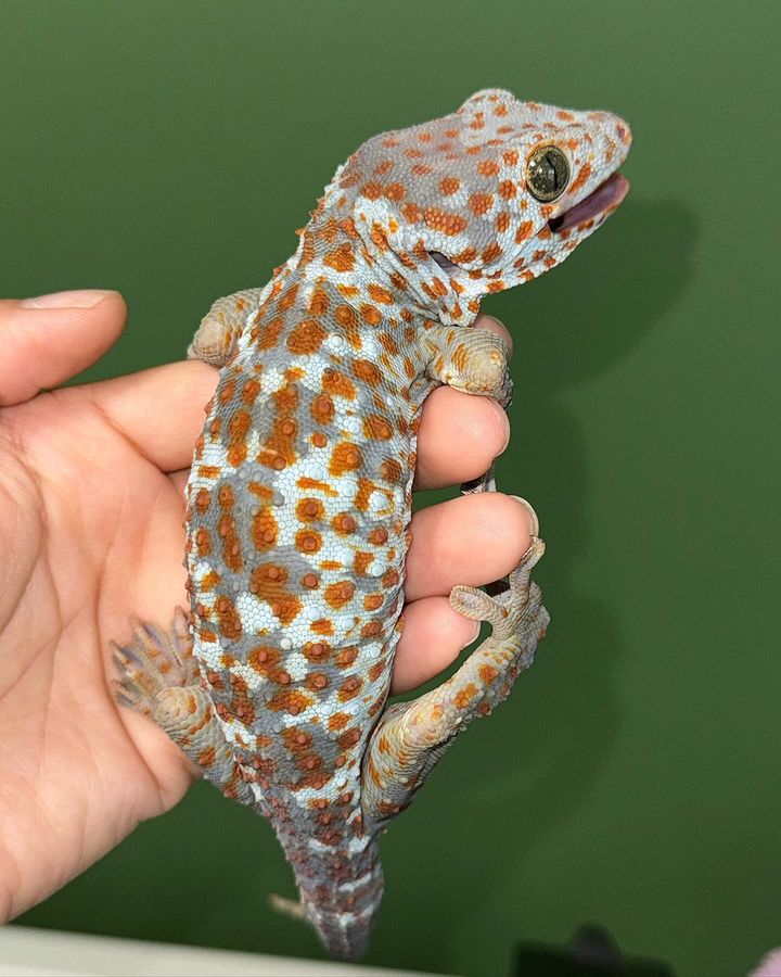 Paradox Tokay gecko for sale
