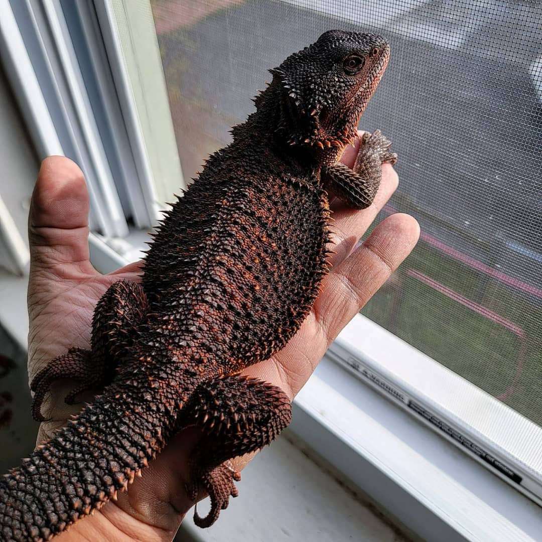 Scott Bearded Dragon for sale red monster for sale