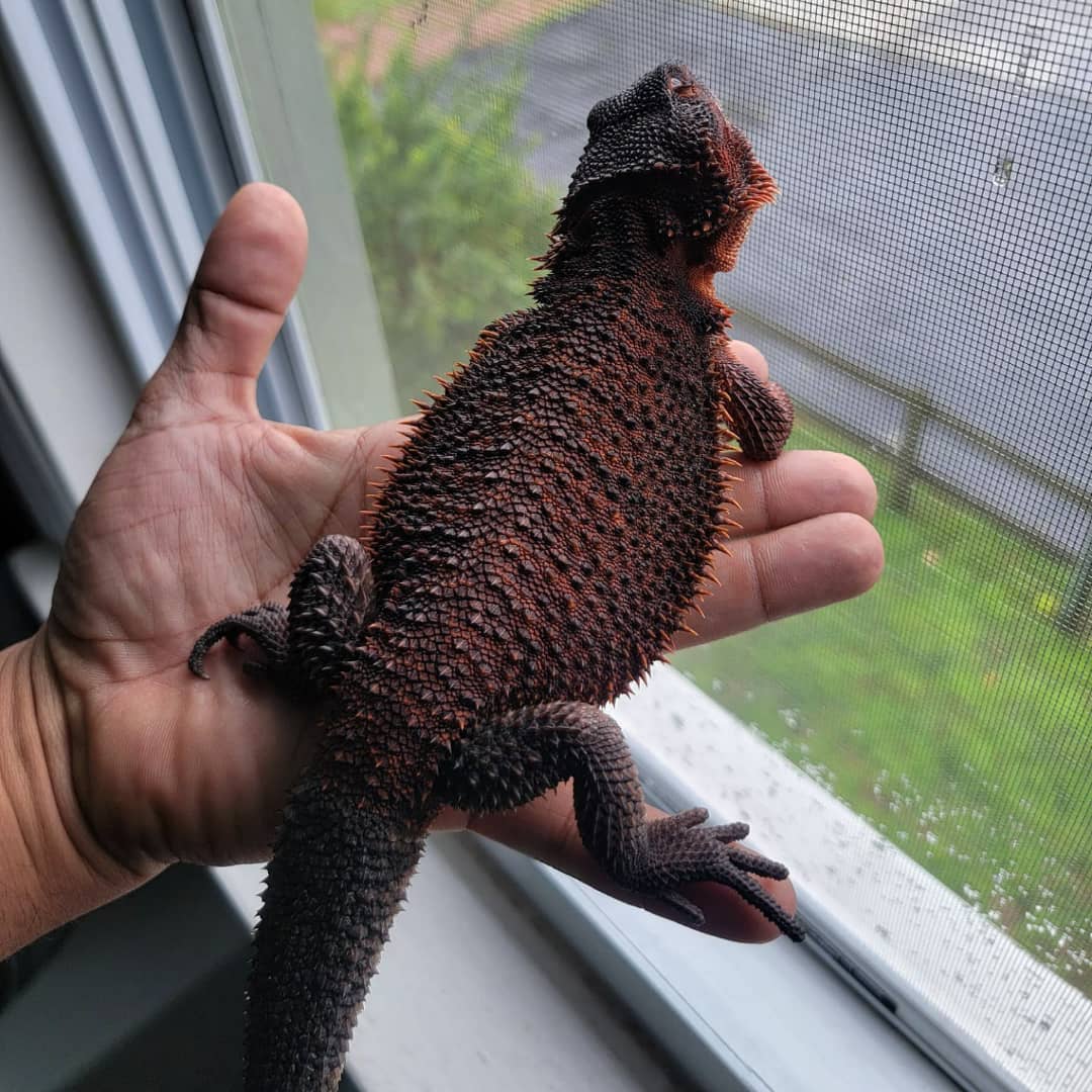 Tini Bearded Dragon for sale