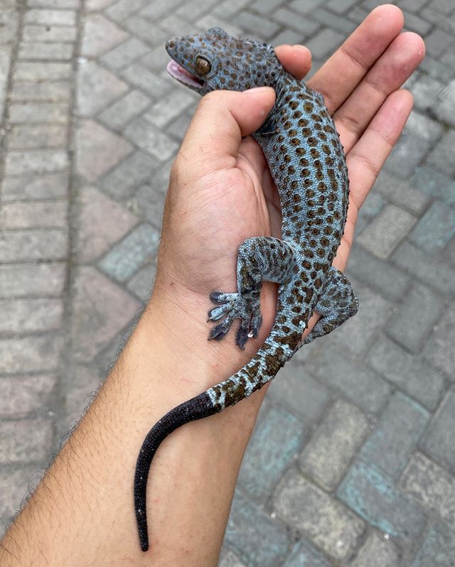Toothless Blueberry Tokay For Sale blueberry tokay for sale
