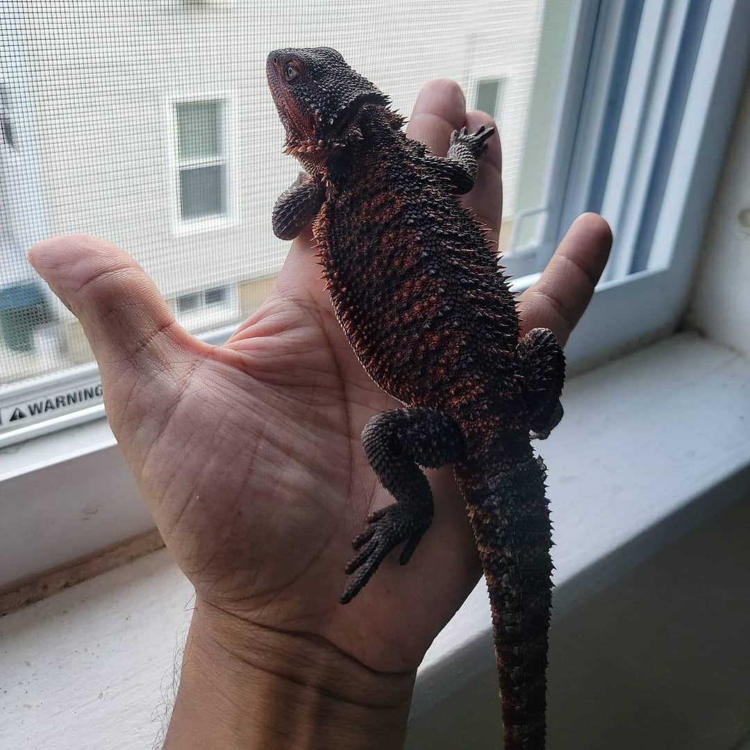 Vasha Bearded Dragon for sale