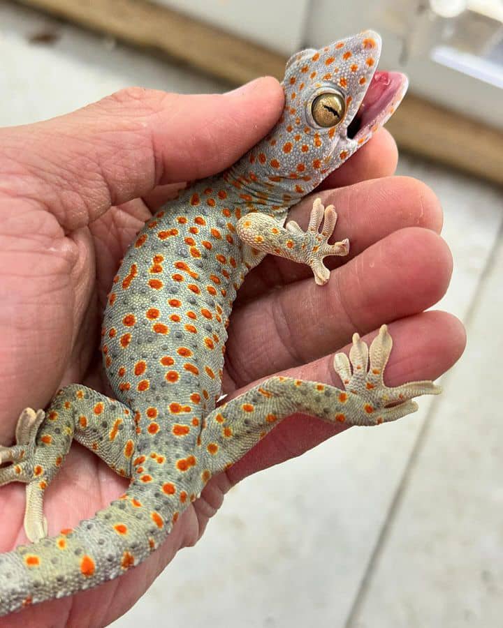 Vicka Albino Tokay Gecko For Sale Albino Tokay Gecko For sale